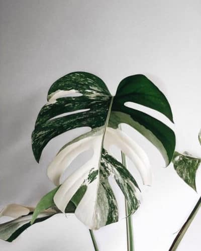 The Ultimate Guide to Monstera Varieties - Monstera Plant Resource