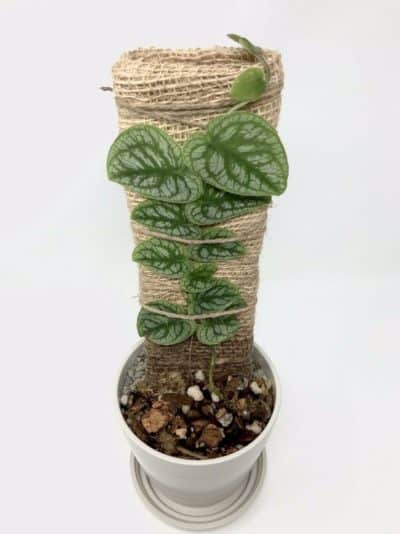 The Ultimate Guide to Monstera Varieties - Monstera Plant Resource