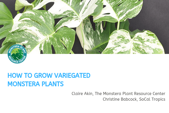 Variegated Monstera Webinar