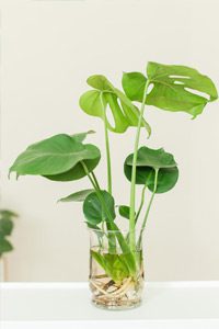 Decorative Container