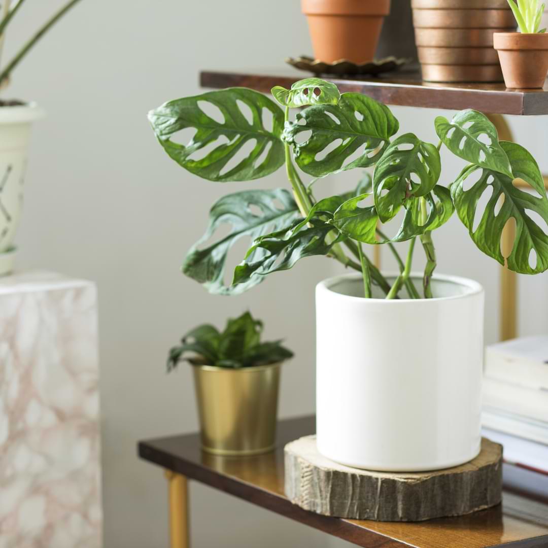 Monstera plants on Instagram are really popular. Learn more about caring for your monstera plant by following these top monstera plant Instagram accounts.