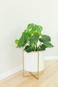 Monstera Propagation