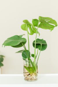 Monstera Propagation