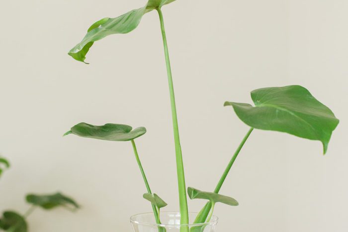 There is such a thing as a mini-monstera, and luckily monstera minima care is quite easy, especially if you have experience caring for monsteras and other aroids.