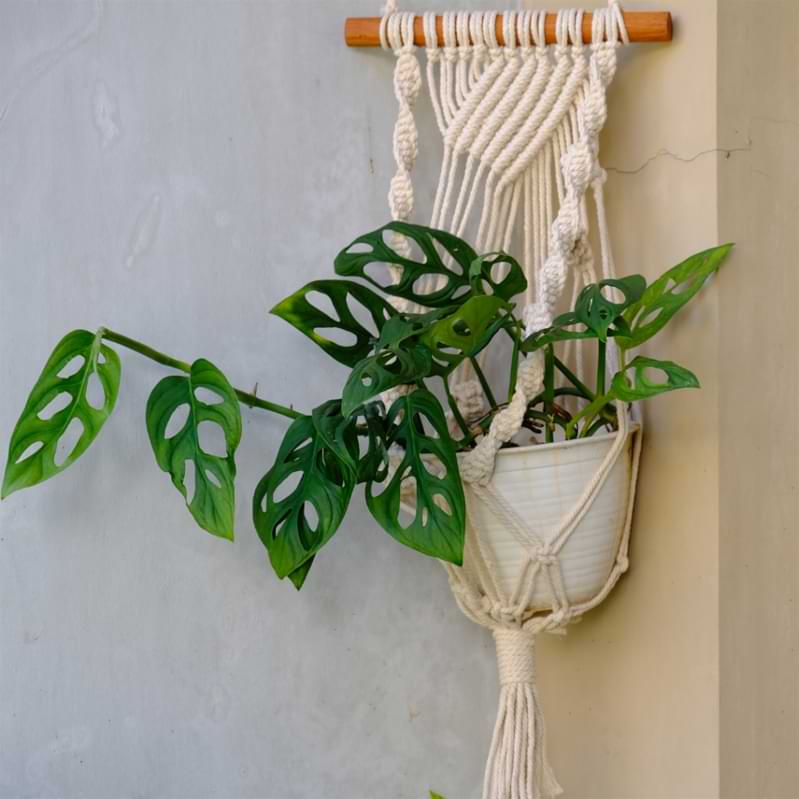 hanging monstera