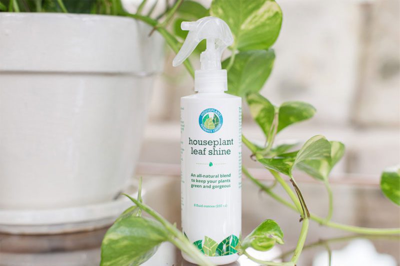 It's important to know how to clean monstera leaves so you can keep your monstera beautiful and healthy for the long run.