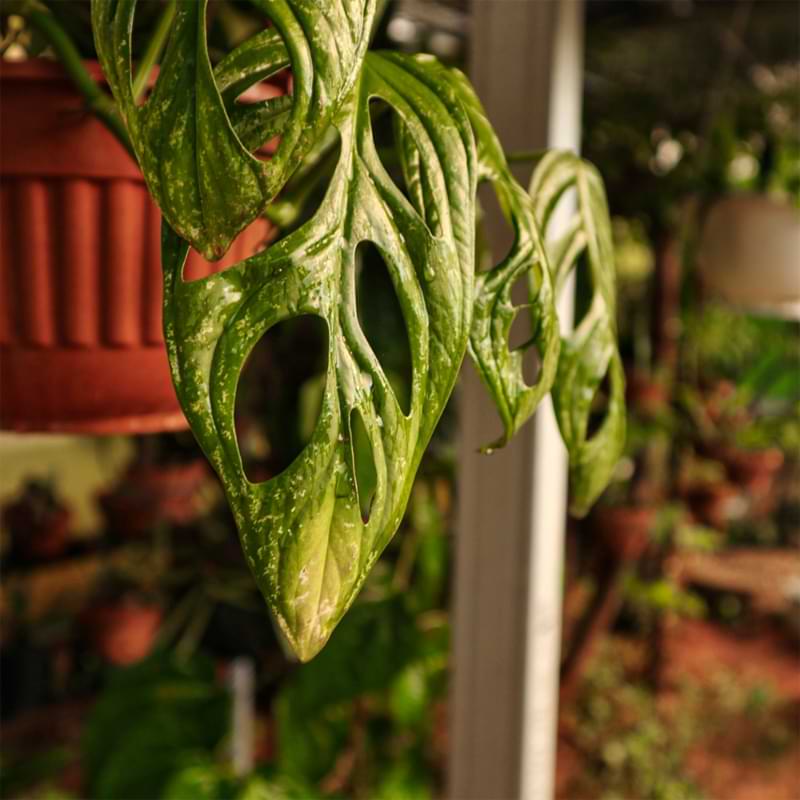 Is your monstera overwatered or underwatered? How are you supposed to tell the difference? Read to learn more!