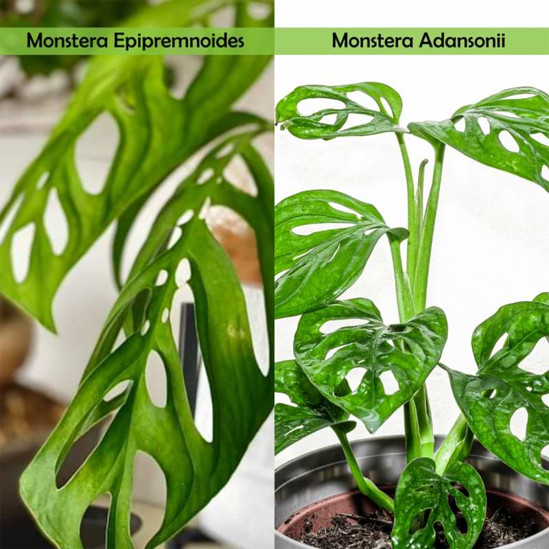 Monstera epipremnoides, also called monstera esqueleto. If you're a fan of monstera adansonii, you'll love this variety because its leaves look very similar, only bigger! 