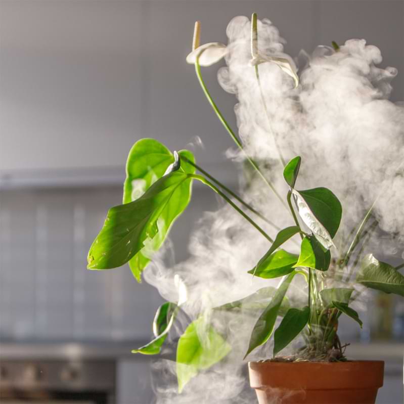 Monstera Humidifier