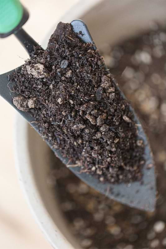 Monstera plants need a great soil mix to grow and be health. Read more about the best soil for monstera plants and what it is comprised of. 