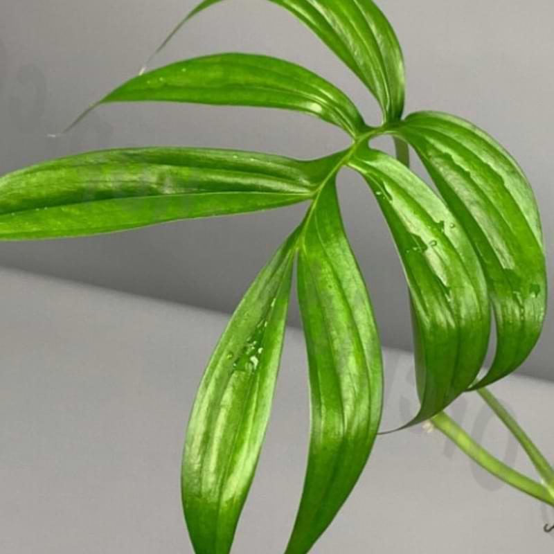 Monstera subpinnata is a beautiful, less common variety of monstera plant that might look a lot different from what you might usually think when you hear
