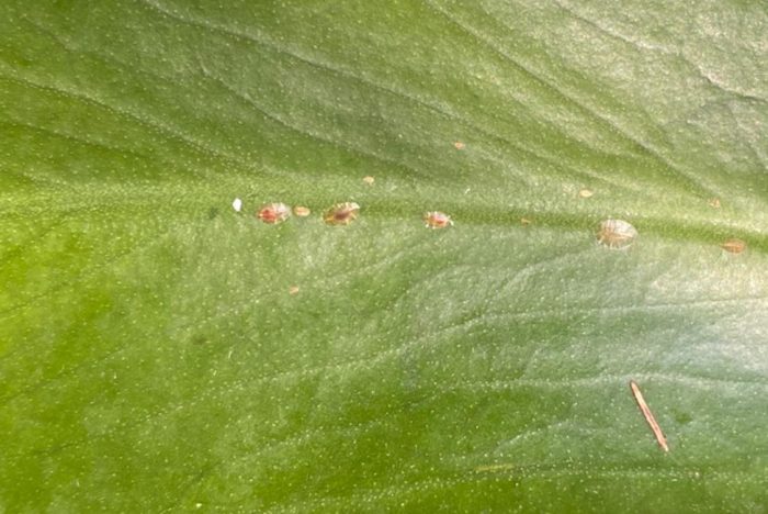 In this article, we’ll show you how to recognize and treat scale on monstera plants so you can bring your plant back to full health.