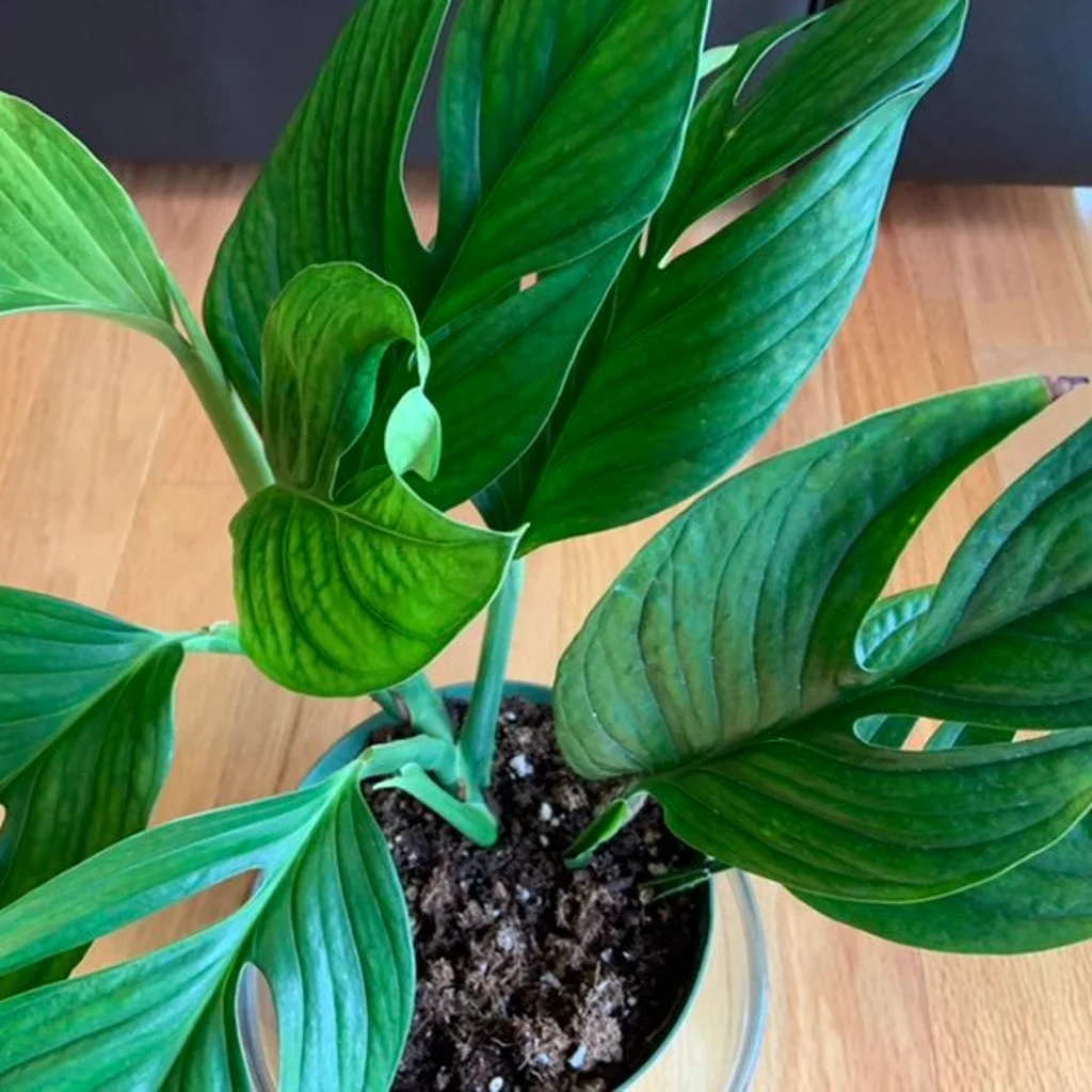 In this article, we’ll teach you everything you need to know about how to care for Monstera pinnatipartita.