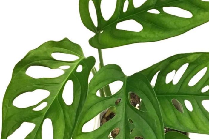 Monstera Acuminata