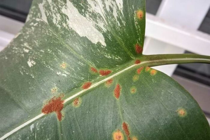 Rust Fungus on Monstera