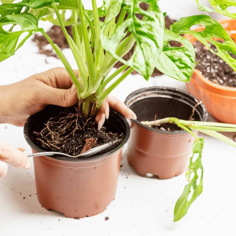 Do monstera like to be root bound? If it does become root bound, It can have several negative impacts on its overall health and growth.