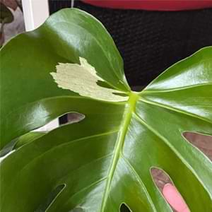 Regularly inspecting for white spots on monstera plants will allow you to intervene quickly and ensure their overall health and well-being.