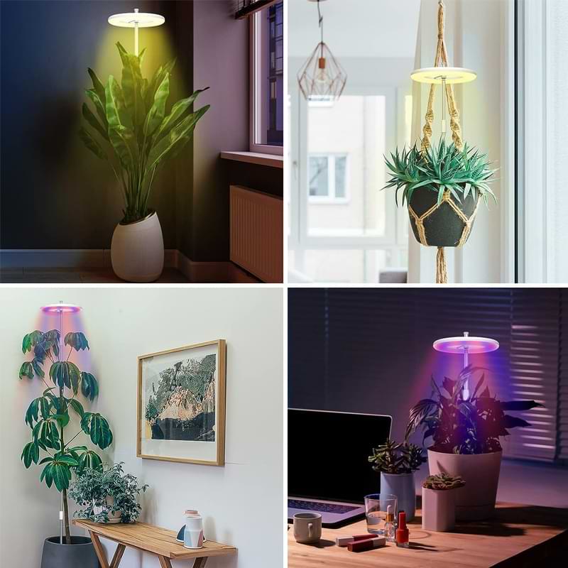 gifts for monstera growers