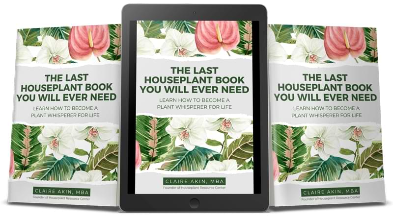 gifts for monstera growers