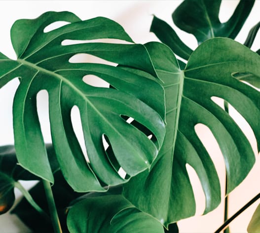 Buy Monstera Plant