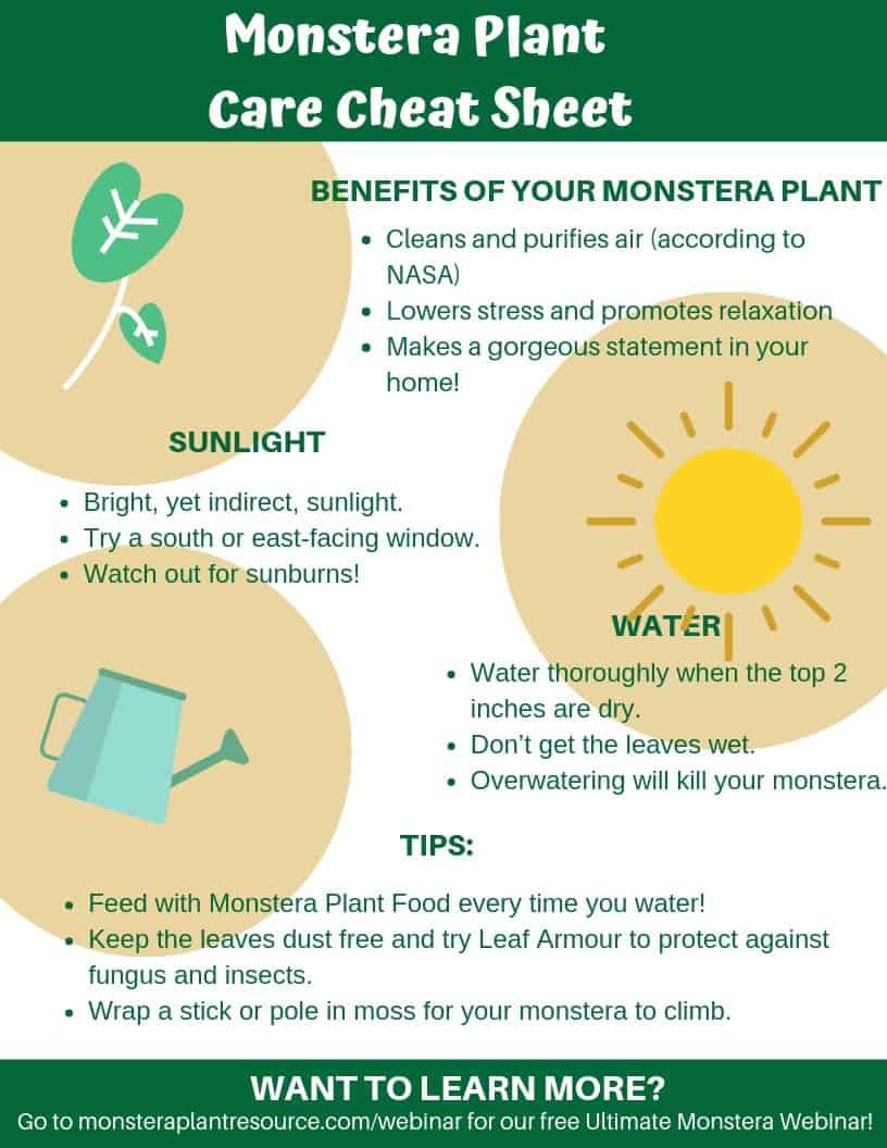 Monstera Plant Care Cheat Sheet 8.5x11