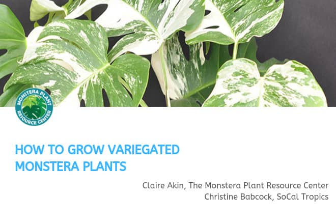 Variegated Monstera Webinar