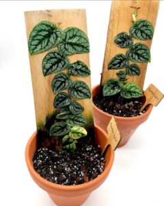 Monstera Dubia
