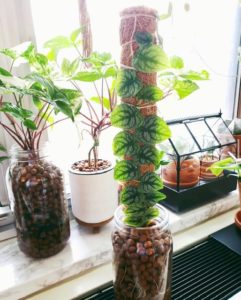 Monstera Dubia