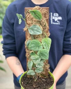 Monstera Dubia