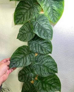 Monstera Dubia