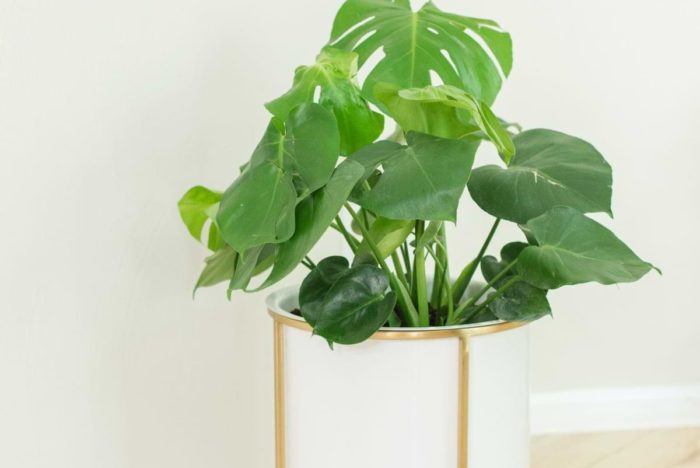 Monstera Plant Resource