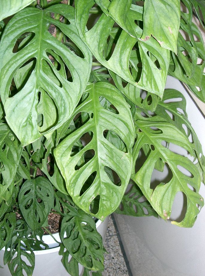 Monstera obliqua vs adansonii