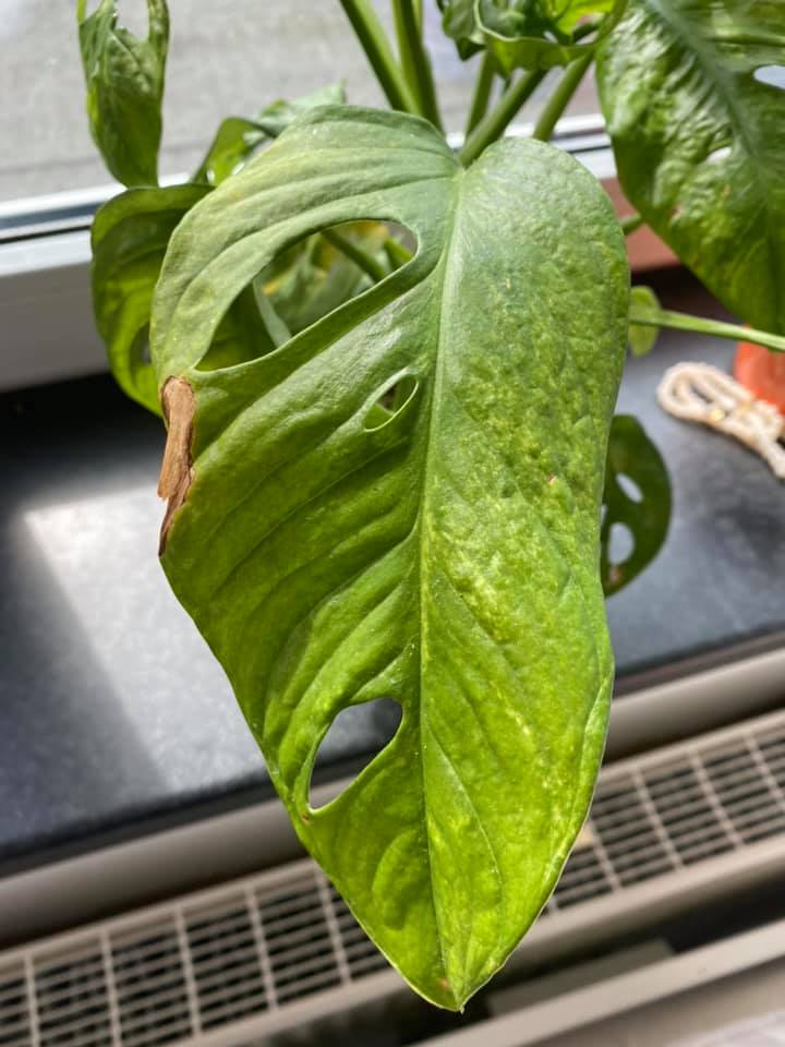 monstera mosaic disease
