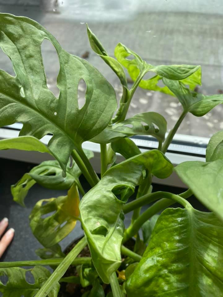 monstera mosaic disease