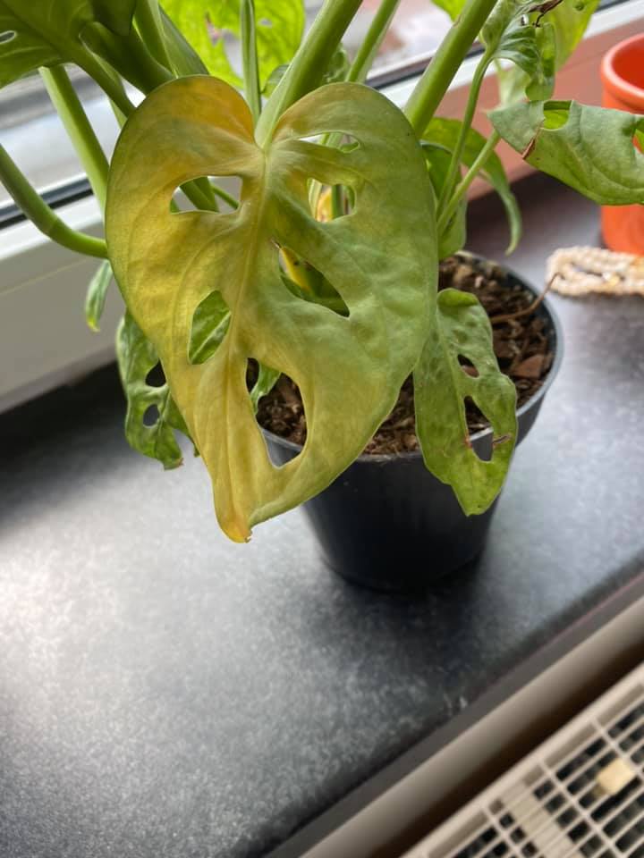 monstera mosaic disease