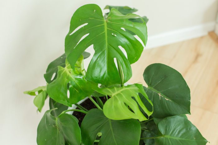 Monstera moisture meter