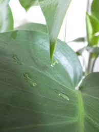 monstera guttation 