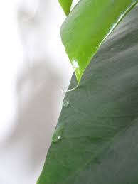 monstera guttation 