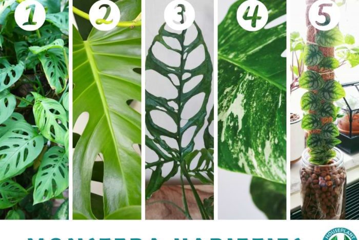 Monstera Identification & Fun Facts
