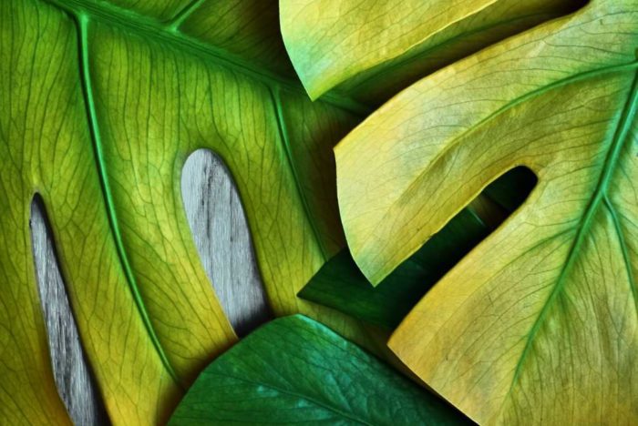 Many of the signs of overwatering are similar to the signs of underwatering. So how are you supposed to tell the difference?