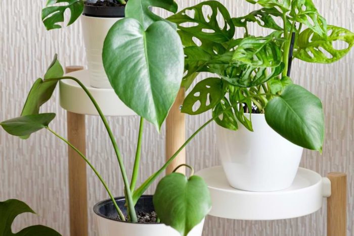Monstera aerial roots form above the surface and higher up on the plant. Learn more about monstera aerial roots and keep your plant happy!