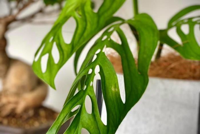 Monstera epipremnoides, also called monstera esqueleto. If you’re a fan of monstera adansonii, you’ll love this variety because its leaves look very similar, only bigger!
