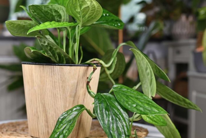 Here’s everything you need to know about monstera Peru plant care so you can bring this beautiful variety into your indoor jungle.