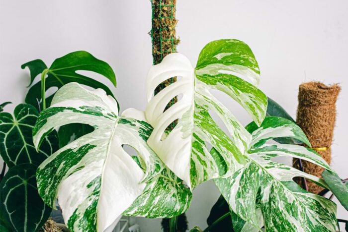 Monstera pH level