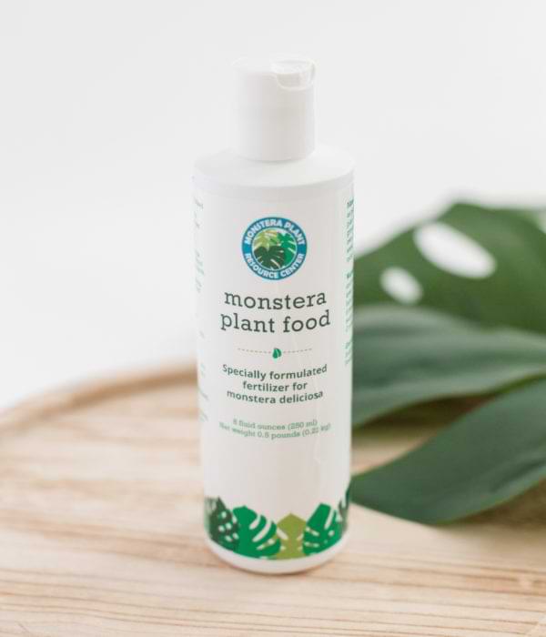 MONSTERA PROPAGATION Monstera Plant Food