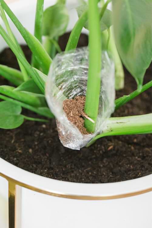 Monstera Propagation moss