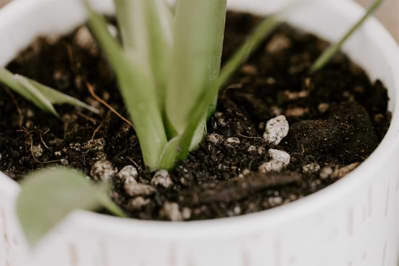 Monster Premium Potting Soil