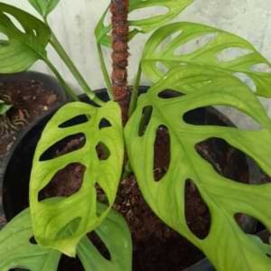 One of the most common issues monstera owners run into is their monstera leaves turning yellow. Luckily, this is a pretty easy issue to fix, especially if you catch it early.
