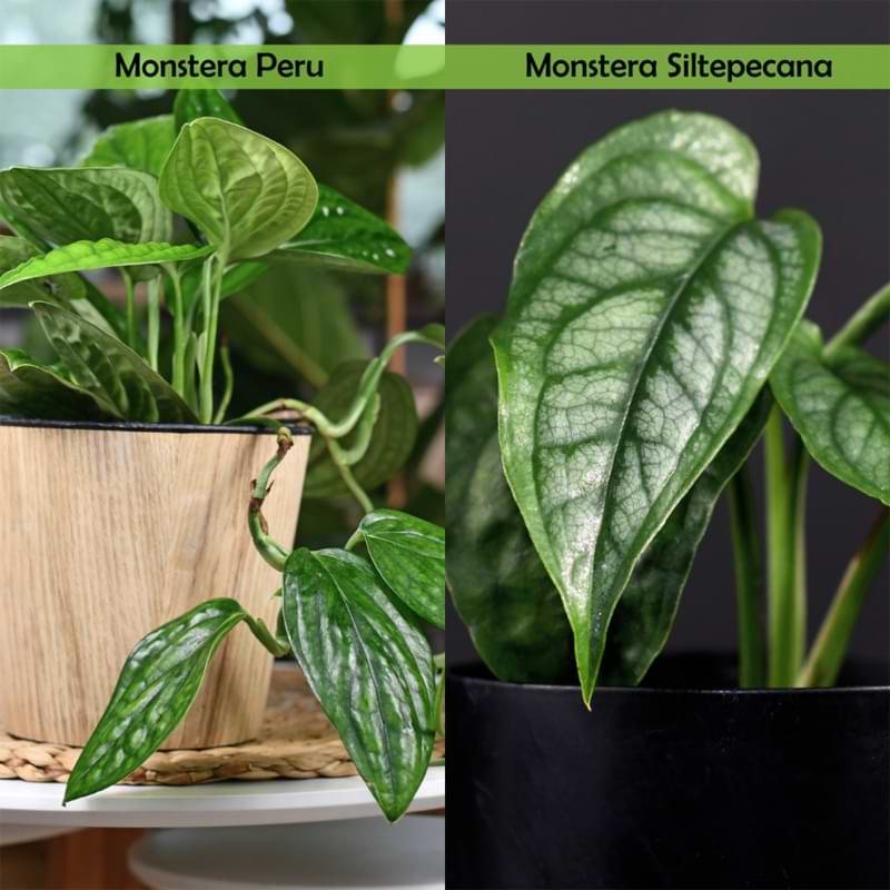 Monstera Peru vs. Monstera Siltepecana
