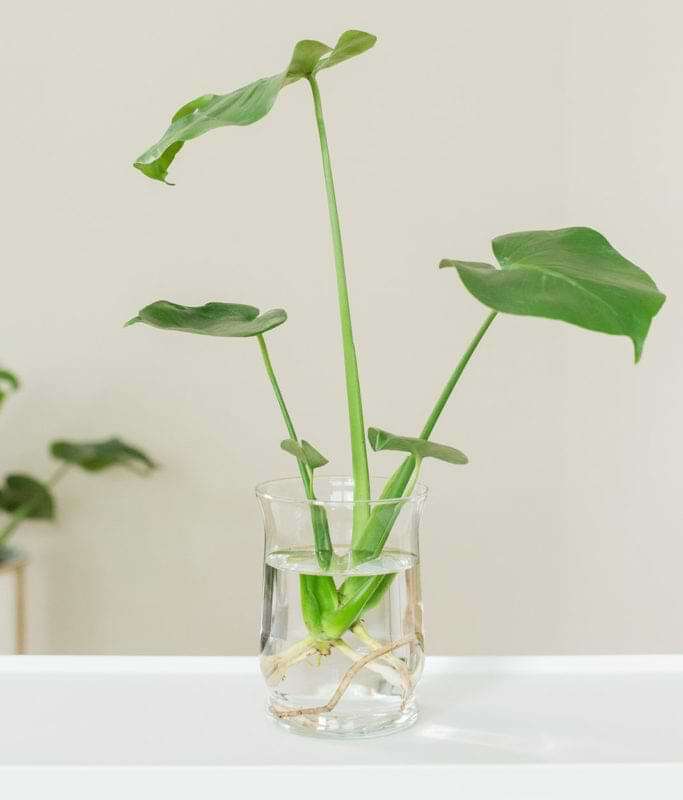 <yoastmark class='yoast-text-mark lazyload'>There is such a thing as a mini-monstera, and luckily monstera minima care is quite easy, especially if you have experience caring for monsteras and other aroids.</yoastmark>